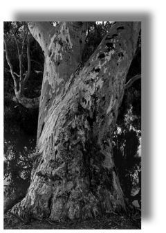 Gum Tree